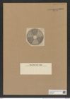 Actinoptychus nitidus (Grev.) Grun. (de-Toni-Nr.: Genus 227, Species 5540) Zeichnungen Sammlung Grunow Nr. 9574 (NHMW-BOT-W0379384)